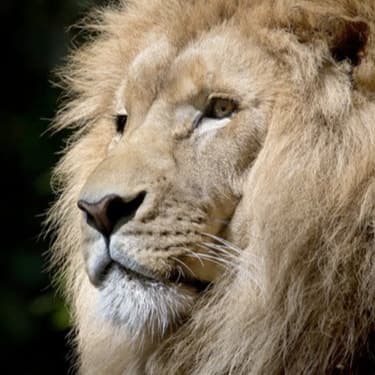 Close-up portrait of a lion