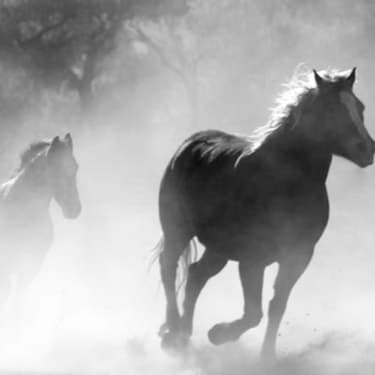 Horses running through dust