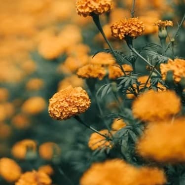 Orange flowers in a field